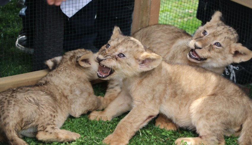 Cumhurbaşkanına hediye edilen aslanların dört yavrusu tanıtıldı
