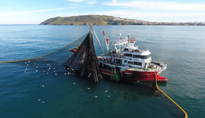 Karadeniz'deki sıcaklık artışı balık varlığını tehlikeye soktu