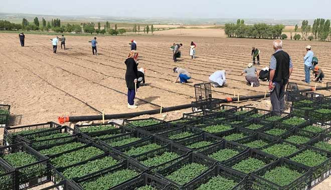 Ankara Büyükşehir Belediyesi tarıma başladı; ürünler ihtiyaç sahiplerine ücretsiz ulaştıracak