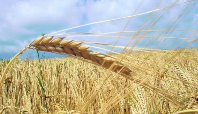 Buğday ithalatında dünya rekoru kırdık