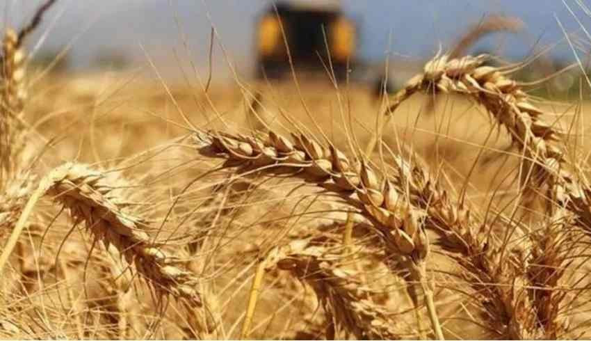 Bakanlığın  Hindistan  yalanı ortaya çıktı... Hem de ithal buğday hastalıklı