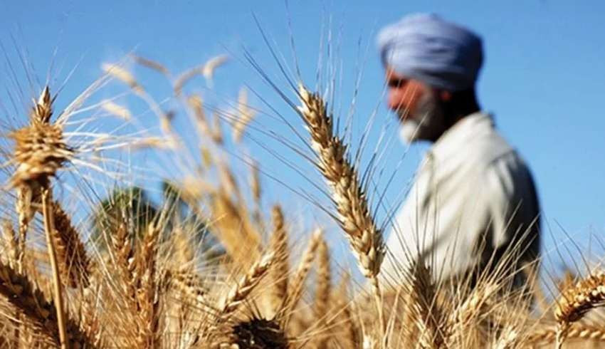 Oba Makarna ithal etmişti! Hindistan’dan hastalıklı buğday getiren gemi geri gönderiliyor