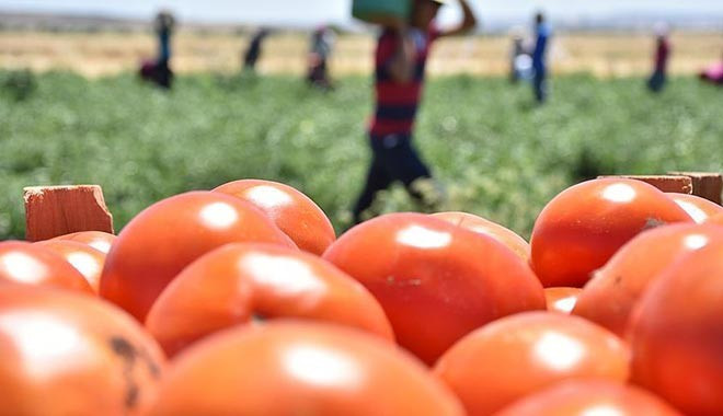 Rusya, 20 ton domatesi güveli diye iade etti!