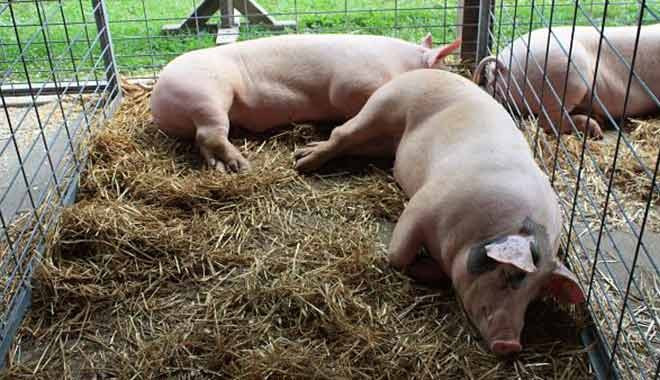 Şok iddia: Köftesinde beş kez domuz eti çıktı, kapatılmadı