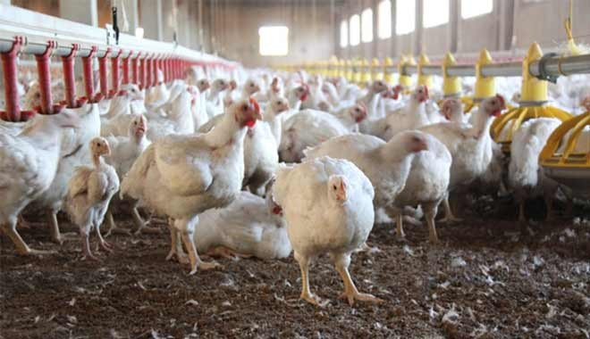 Irak, Türk yumurtacıları batırdı, tavuklar açlıktan ölüme terk ediliyor