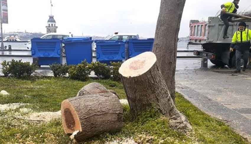 Üsküdar sahilindeki ağaçları kesmek için 35 bin lira almışlar