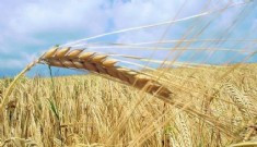 Şok! Hindistan buğday ihracatını yasakladı