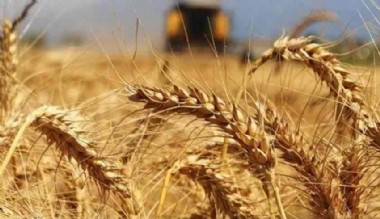 Buğday fiyatları Hindistan'ın yasak kararıyla sıçradı