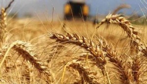 Tarım üretici enflasyonunda yeni zirve: Yıllık yüzde 157,8 arttı