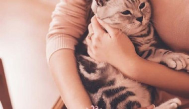 Tepki çeken tavsiye: Isınmak için kedinize sarılın