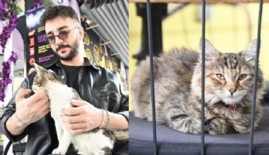 Ankara'nın ilk 'kedi' konseptli kafesine müşterilerden yoğun ilgi