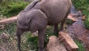 Filipinler'in tek fili 'Mali' 49 yaşında hayatını kaybetti