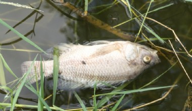 Fırat ve Dicle nehirlerinde balık türleri tehdit altında