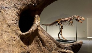 Fransa'da 150 milyon yıllık dinozor iskeleti satılıyor
