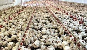 Güney Afrika'da kuş gribi, tavuk fiyatlarında artışa yol açtı